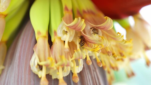 Bees working among banana blooms represent biodiversity, plant reproduction, sustainable farming practices, ecosystem resilience, and the critical connection between pollinators and food production.
