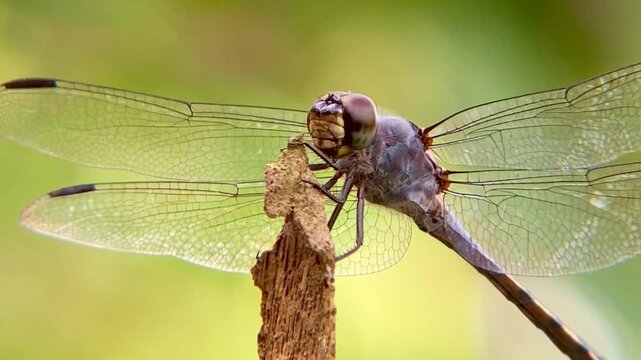 Dragonfly with Transparent Wings Perching and Aerial Maneuver; Macro of Predator Hunting Cycle and Returning to Perch
