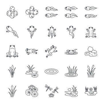 Collection of line art icons depicting the life cycle of a frog and related elements.