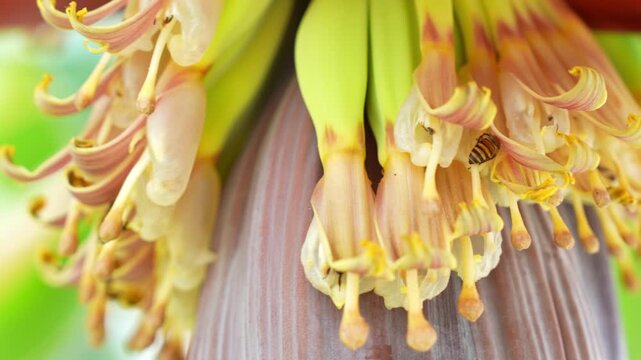 Bees pollinating banana flowers highlight tropical biodiversity, natural crop fertilization, sustainable agriculture, food security, and the essential role of pollinators in supporting ecosystems. 4k.
