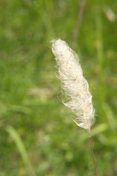 Fluffy Wild  Cogon Grass in a Field