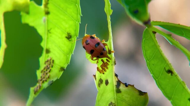 Podontia Affinis Flea Beetle Laying Eggs on Hog Plum Spondias Dulcis Leaf in Nature