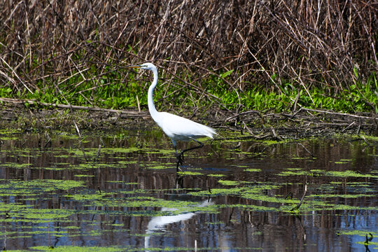 Herron looking for fresh food 