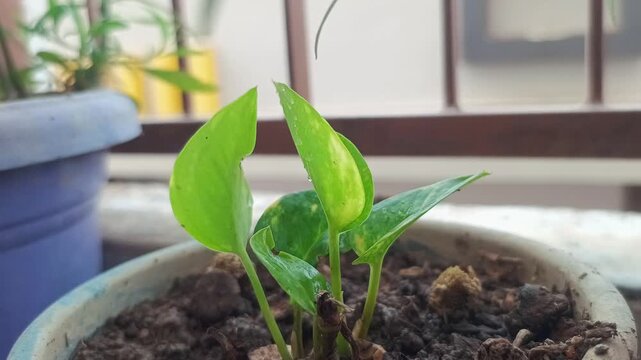 Green Money Plant Leaves with Water Droplets - Pothos Houseplant Growth in Pot