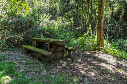 Moss covered and weathered timber log picnic table in Copeland Tops Conservation Area in New South Wales, Australia. Rustic outdoor scene showing aged wood structure within forest environment.