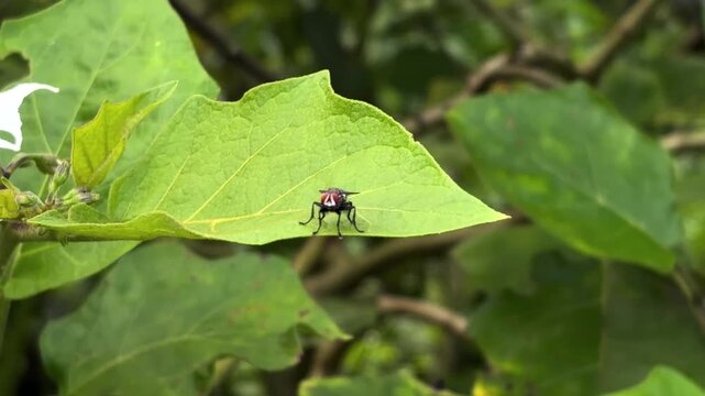 ant on a green leaf Leaf flies land on green leaves