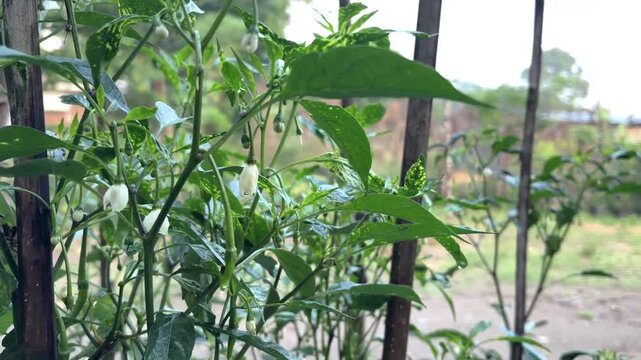 chili flowers ready to become fruit on young chili trees