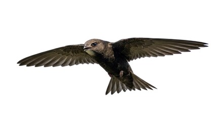 Obraz premium A swift bird in flight, with wings spread wide, against a white background.