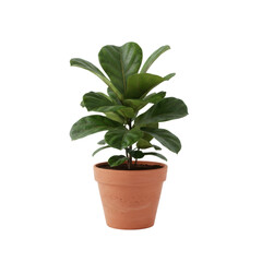 Fototapeta premium A vibrant fiddle leaf fig plant with lush, glossy, dark green, violin-shaped leaves and textured terracotta pot on a transparent seamless backdrop, soft diffused lighting. Botanical elegance concept