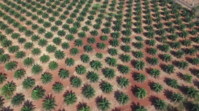 Palm tree plantation aerial view with geometric pattern