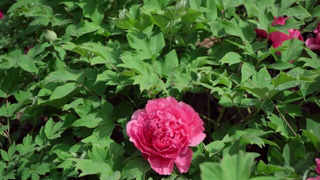 Sunlight shone on the rose-red double-petaled peony, a gentle breeze rustled the leaves and branches, yet the tiny water droplets on the petals remained motionless.