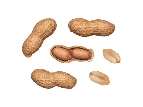 Group of whole peanuts in shells, a cracked shell revealing kernels, and loose roasted nuts.