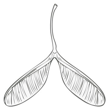 Detailed botanical line art illustration of a double winged maple seed samara
