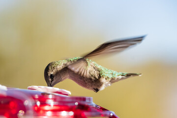 Obraz premium Hummingbird at a feeder