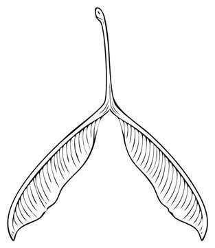 Elegant Maple Samara Illustration Two Winged Seed Graphic Autumn Icon Simple Botanical Artwork