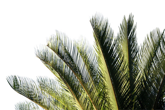 ソテツの葉の切り抜き素材（透過PNG）（Sago palm leaves isolated PNG）