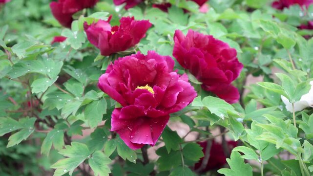 The petals of this deep red peony had barely unfolded when raindrops condensed and lingered on the petals and leaves.