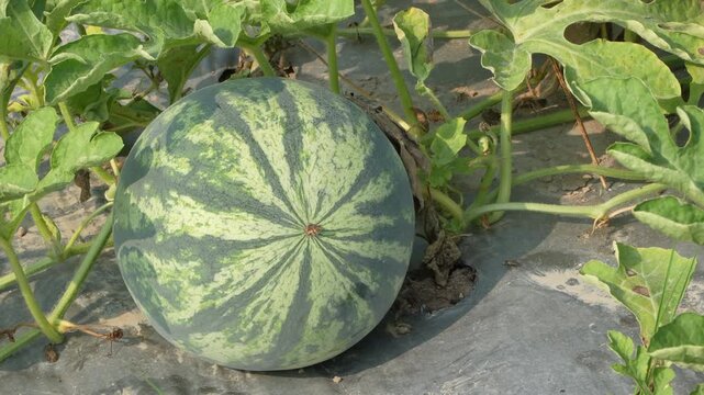 Detailed close-up focusing on the dried pollination point of a striped watermelon growing on black agricultural mulch in a sunlit field.
