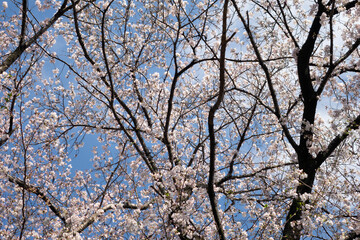 Fototapeta premium cherry blossom, Sakura Petals Falling over Ondagawa River in Late Spring, Machida, Tokyo