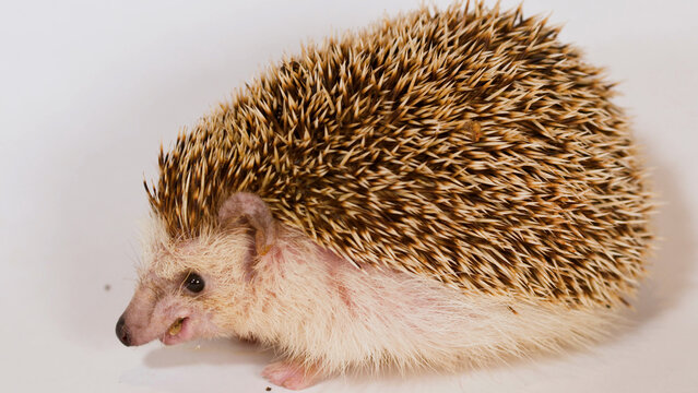 Profile View of an African Pygmy Hedgehog Eating a Mealworm