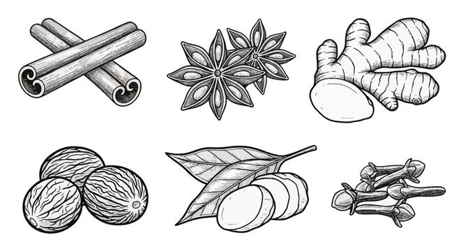Hand Drawn Set of Culinary Spice Illustrations Including Cinnamon Sticks, Star Anise, Ginger Root, Nutmeg, Turmeric Slices with Leaves, and Cloves in Engraving Line Art Style