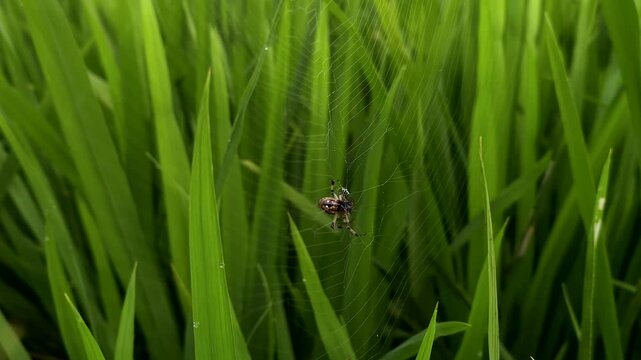 Cinematic Macro of a Spider on an Intricate Web Between Green Grass Blades
