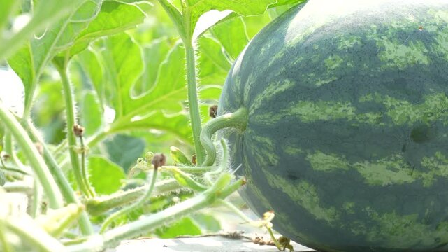 Bright extreme macro view highlighting the fuzzy stem and curled tendril of a fresh watermelon on a sunny organic farm.
