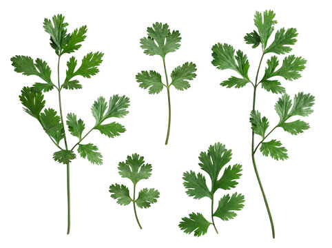 Various fresh cilantro sprigs and scattered leaves, bright green and fragrant, isolated on a transparent background.