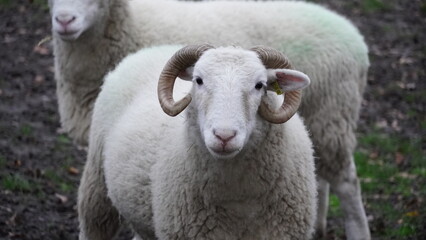 Obraz premium sheep in the field