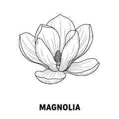 Fototapeta premium Magnolia Flower Illustration