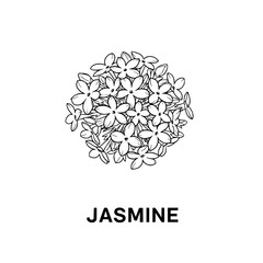 Jasmine Flower Illustration © Alis