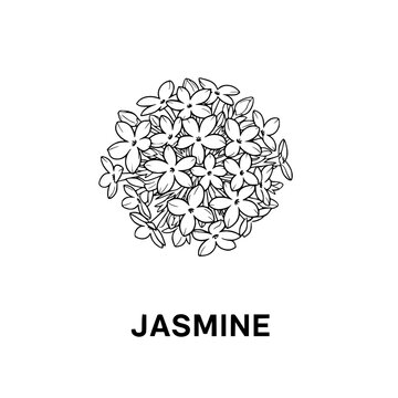 Jasmine Flower Illustration