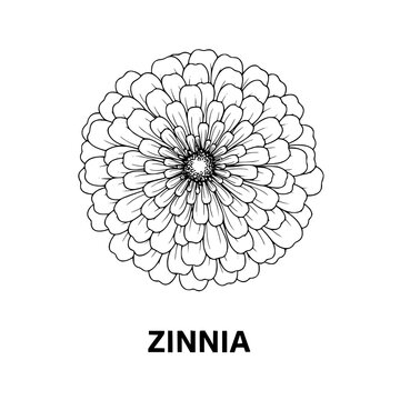 Zinnia Flower Outline Drawing