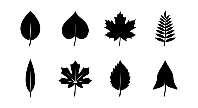 Set of Common Tree Leaf Silhouettes Including Maple, Oak, Birch, and Fern Botanical Icons