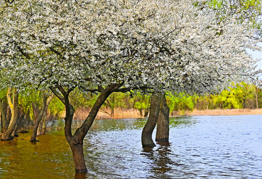 Cherry tree on flooded river shore