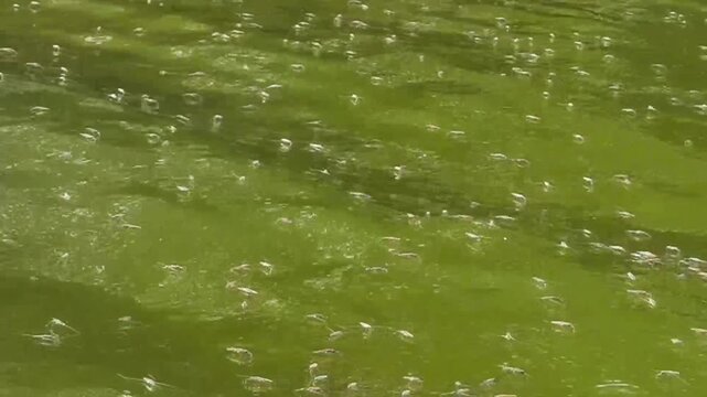 Gerris lacustris, known as the common water strider, has the extraordinary ability to glide across the air at speeds of up to 1.5 metres per second