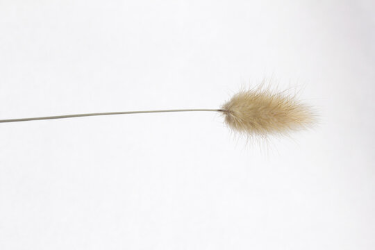 It is beige foxtail grass.