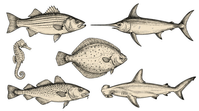 Vintage Engraving of Various Sea Creatures: Fish Seahorse Hammerhead Shark Collection
