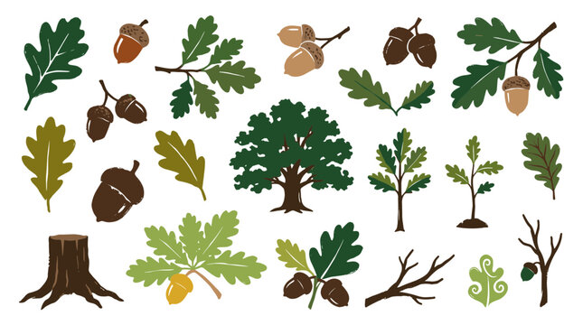 Collection of oak tree elements including leaves acorns branches and a tree stump perfect for nature and autumn designs