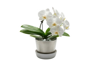 Pristine white Phalaenopsis orchid in a brushed metal pot with water droplets isolated transparent background image © PNGLovers