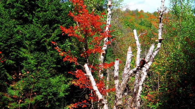 Autumn, NH
