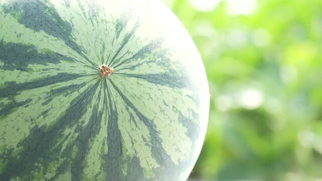 Extreme macro background texture of a watermelon blossom end, showcasing its radial green stripes against a bright, blurred natural bokeh background.