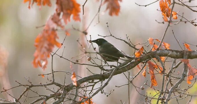 Common Grackle bird eating a berry from a tree branch in autumn
