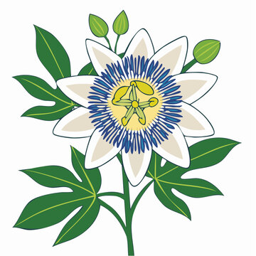 Passiflora Caerulea Flower Illustration