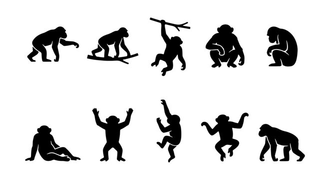 A high-quality collection of 10 black and white vector silhouettes depicting chimpanzees and monkeys in various natural behaviors. This set includes primates walking, sitting, swinging from branches,