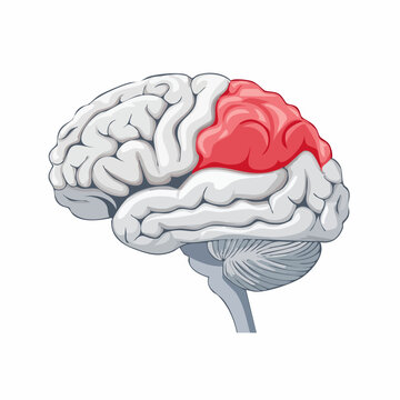Illustration of the Human Brain with Highlighted Parietal Lobe