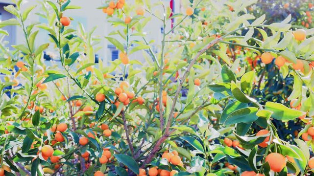 Kumquats on tree
