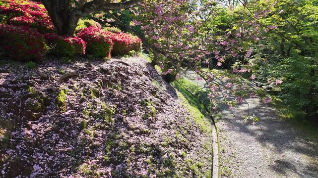 日輪寺つつじ公園の八重桜とツツジ