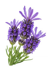 Fototapeta premium Vibrant cluster of purple alfalfa flowers in full bloom
