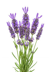 Fototapeta premium Vibrant purple lavender spikes in full bloom